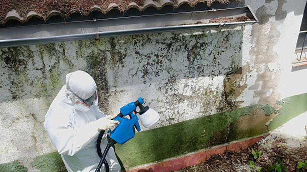 Top rated local Mold Cleanup specialists in Strasburg, VA